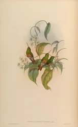 Amazilia cerviniventris = Amazilia yucatanensis cerviniventris